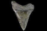 Juvenile Megalodon Tooth - Georgia #99114-1
